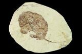 Miocene Fossil Leaf (Populus) - Augsburg, Germany #139469-1